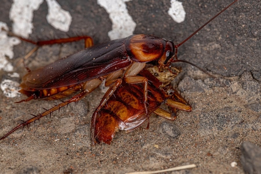 Roaches Do Not Have Known Predators