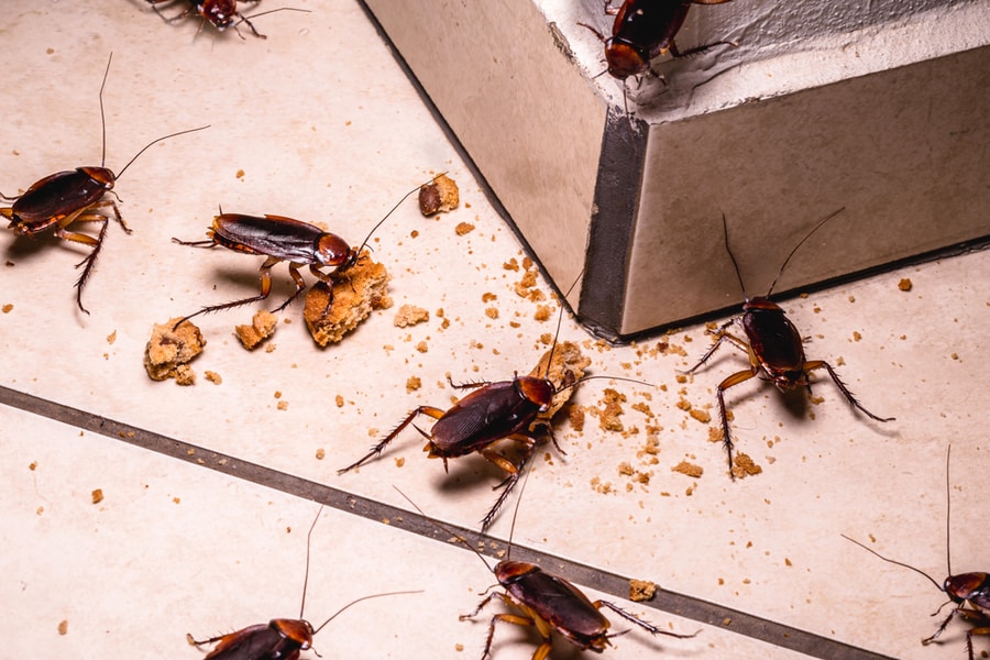 Roaches In The Storage Unit