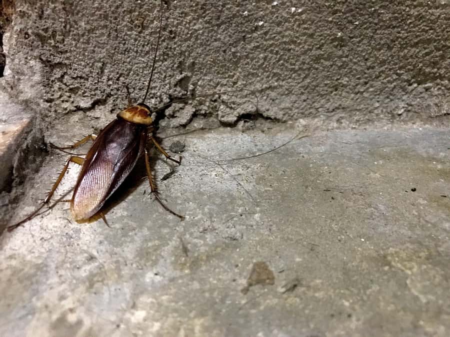 Roaches Move At Alarming Speeds