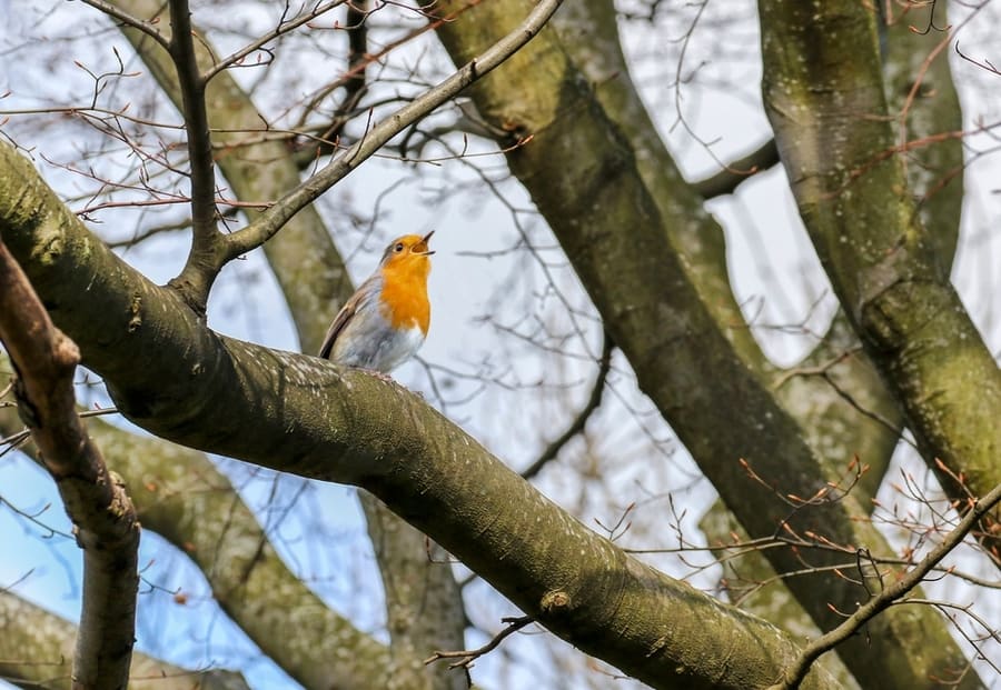 Robin Red Breast Bird Singing With Beak Open While Perched On Tree Branch