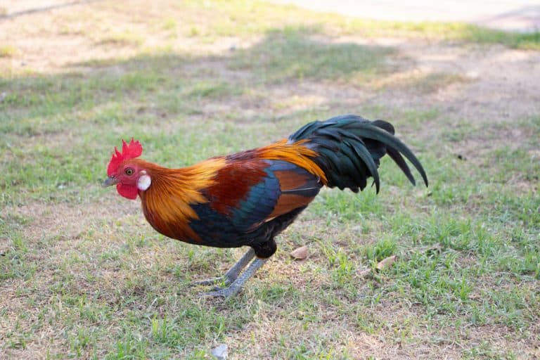What Are Roosters Afraid Of? BeatPests