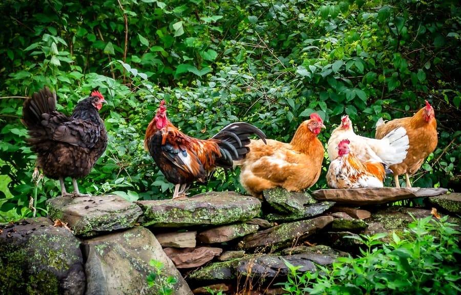 Roosters Are Afraid Of Foreign Movements