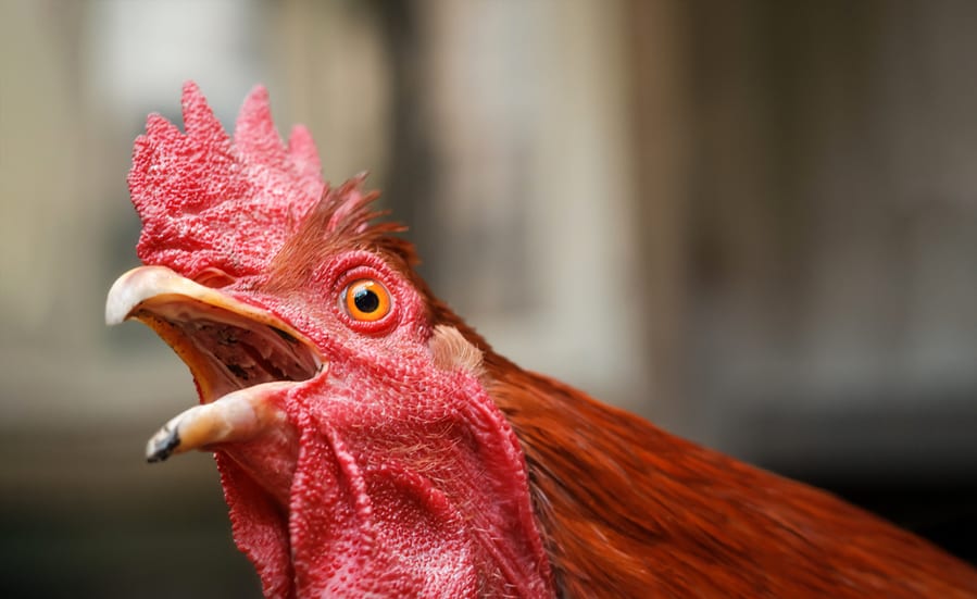 Roosters Hate Loud Noises