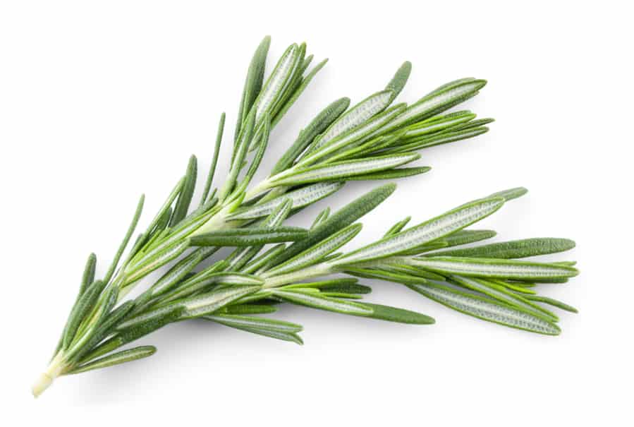 Rosemary Isolated