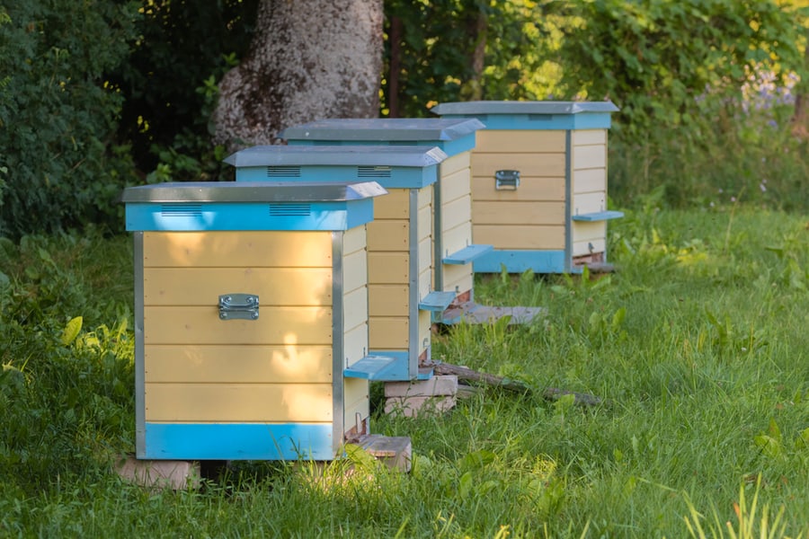 Row Of Yellow And Blue Beehives In Green Meadow