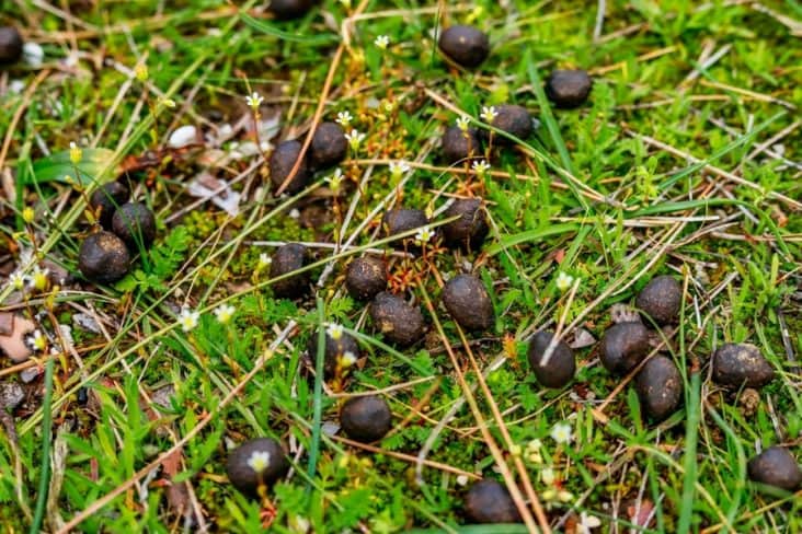 how-to-deter-raccoons-from-pooping-in-your-yard-beatpests