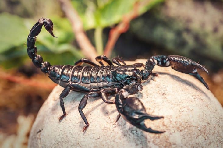 How To Catch A Scorpion In Your House Beatpests 