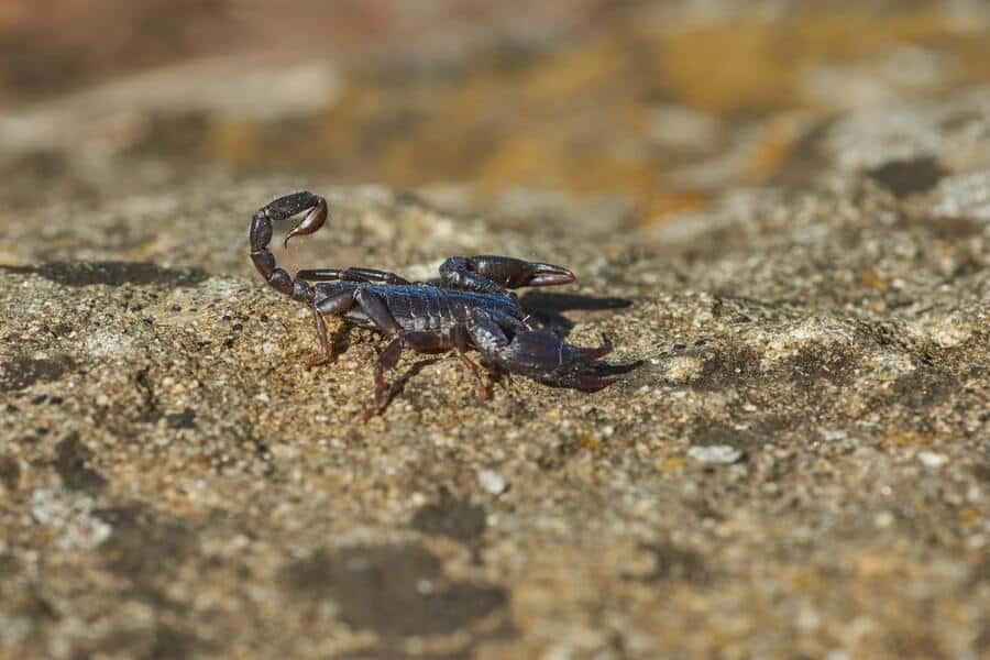 Scorpion In Tuscany Small And More Or Less Harmless