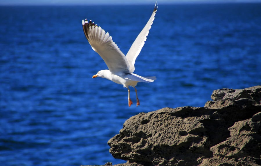 Seagull Is Flying Above The Water