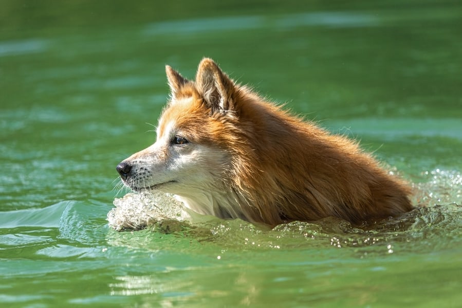 Sheepdog Swimming In A Pond In Summer Outdoors