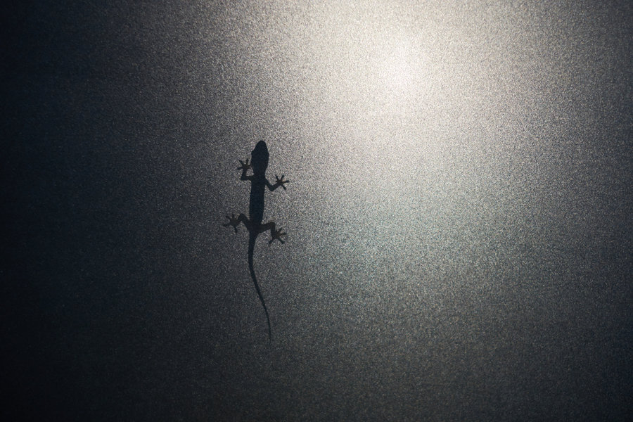 Shot Silhouette Lizard Gecko