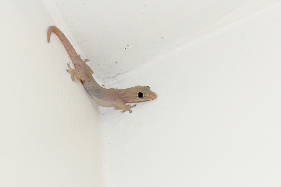 Signs That Show You Have A Gecko In Your House