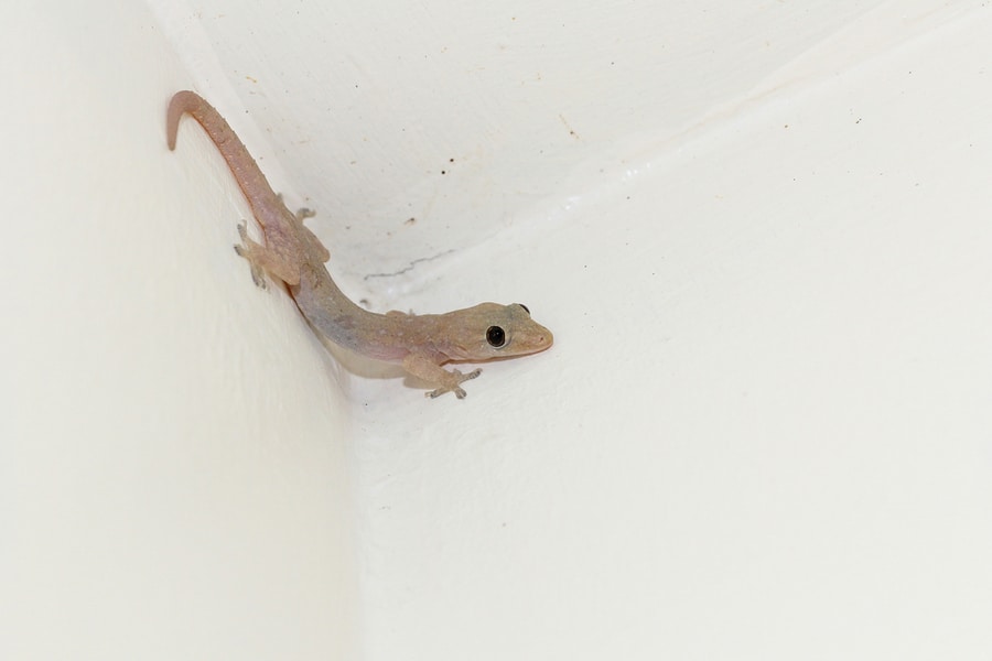 How To Get a Gecko Out of Your House | BeatPests