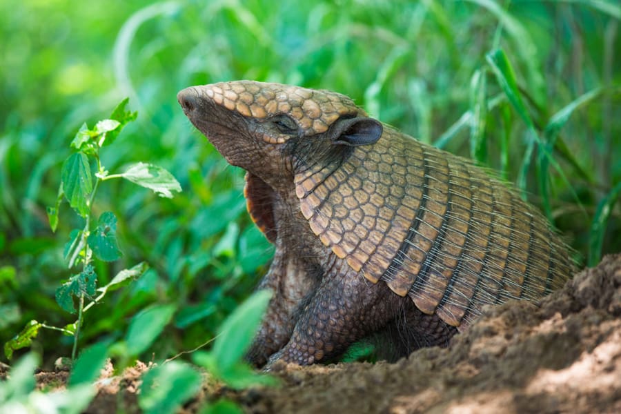 Six-Banded Armadillo