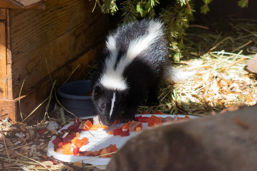 Skunk Eating Food