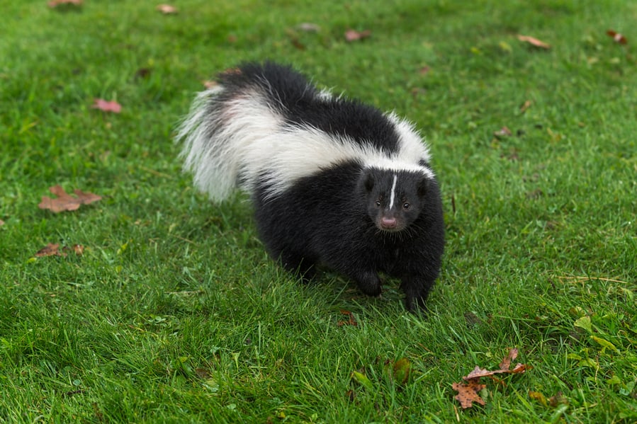 Skunk In The Backyard