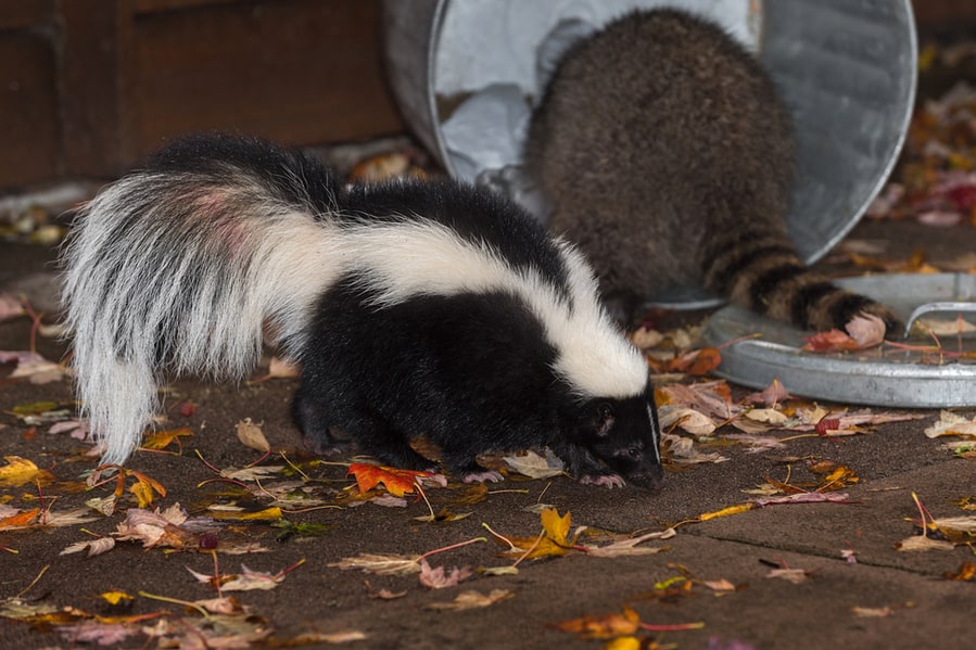 Skunk (Mephitis Mphitis) Walks Past Raccoon (Procyon Lotor) In Trash