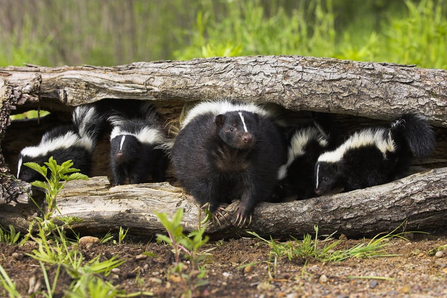 Skunks In A Dead Tree Trunk