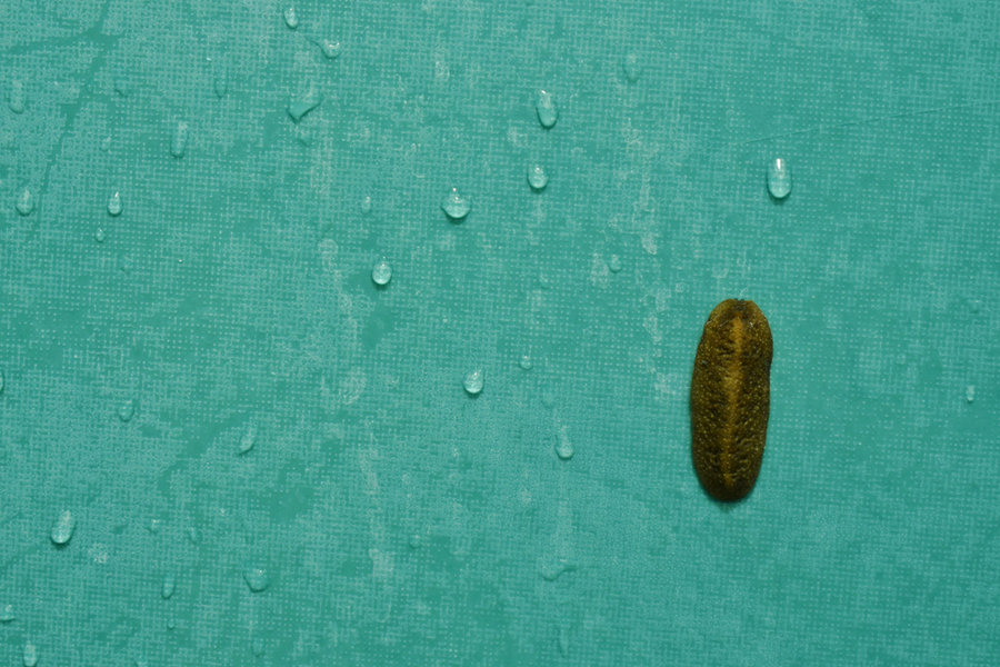 Slug Climbing Wet Wall