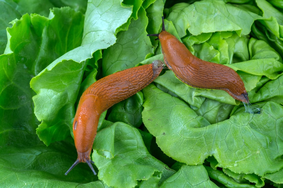 Slug Eating Lettuce Leaf
