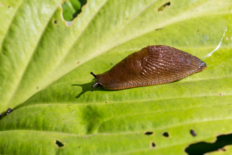 Slug Feeding On Plants