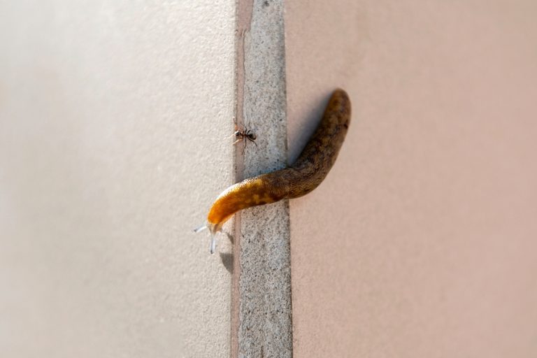 6 Reasons Why Slugs Climb up Walls at Night BeatPests