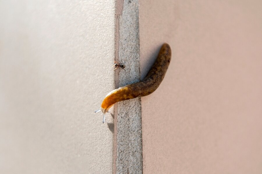 Slug On The High Wall