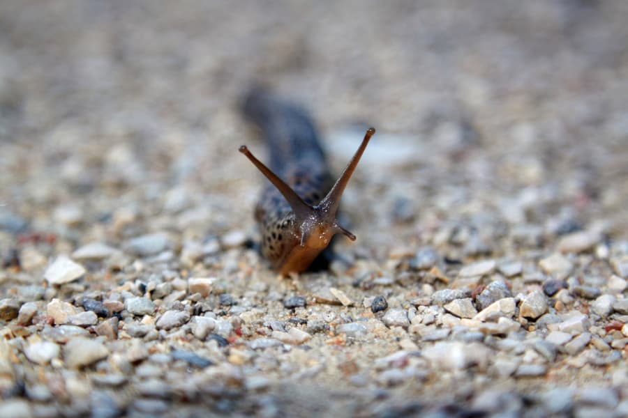 Slug On Wall