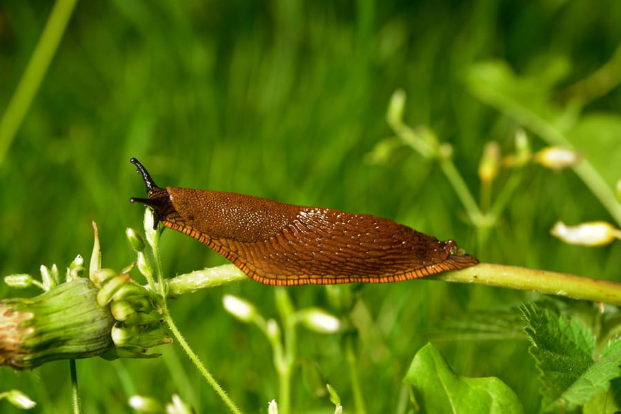 Slug