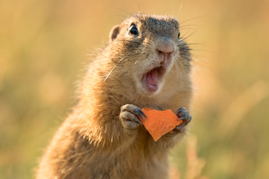 Small And Lovely Ground Squirrel On A Meadow Among Flowers During Warm Spring Sunset