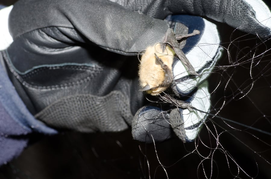 Small Bat Caught In A Net