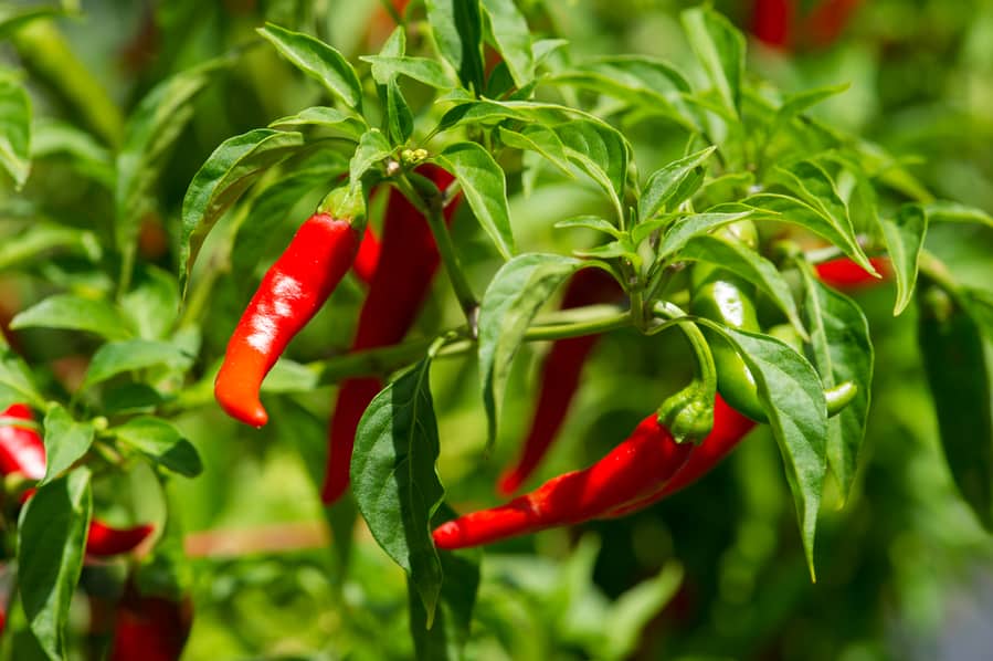 Small Cayenne Peppers