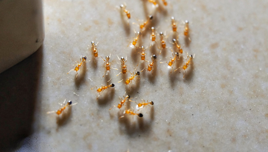 Small Pharaoh Ants In A House