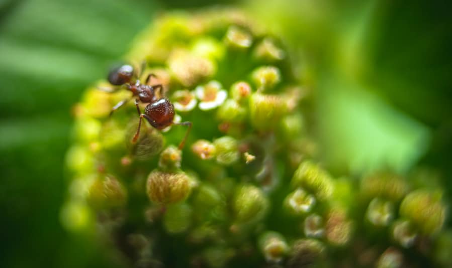 Small Red Fire Ants Eating On The Leafs With Selective Focus.