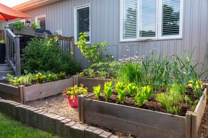 Small Urban Backyard Garden Contains Square Raised Planting Beds For Growing Vegetables And Herbs Throughout The Summer