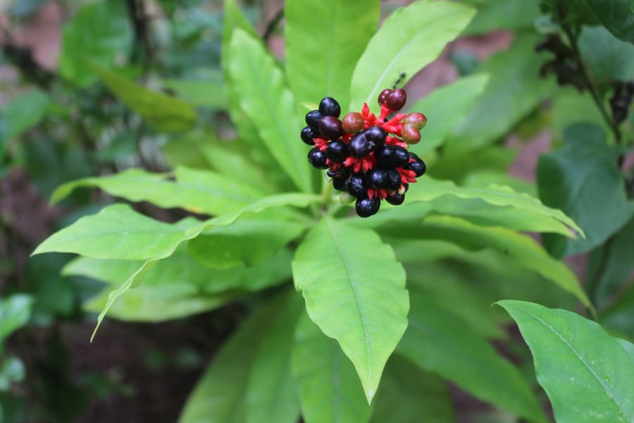 Snakeroot Plant