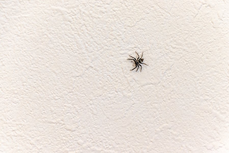 Spider Crawling On The Wall