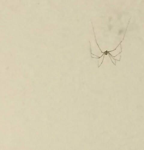 Spider On The Ceiling
