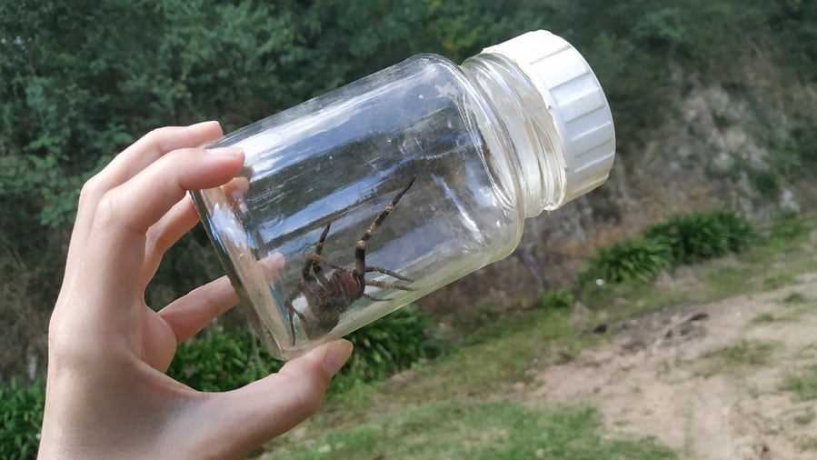 Spiders Trapped Inside A Glass Jar