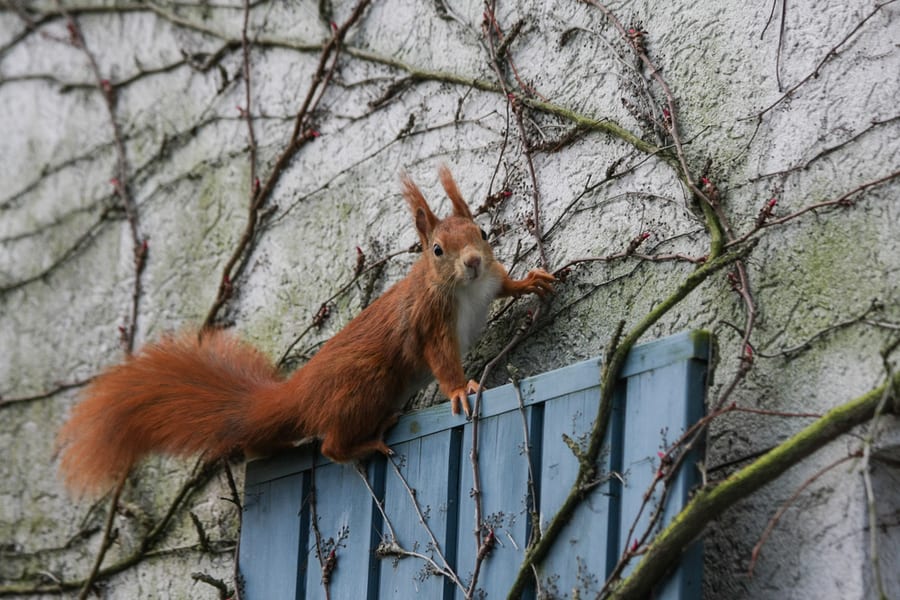 Squirrel At House Wall
