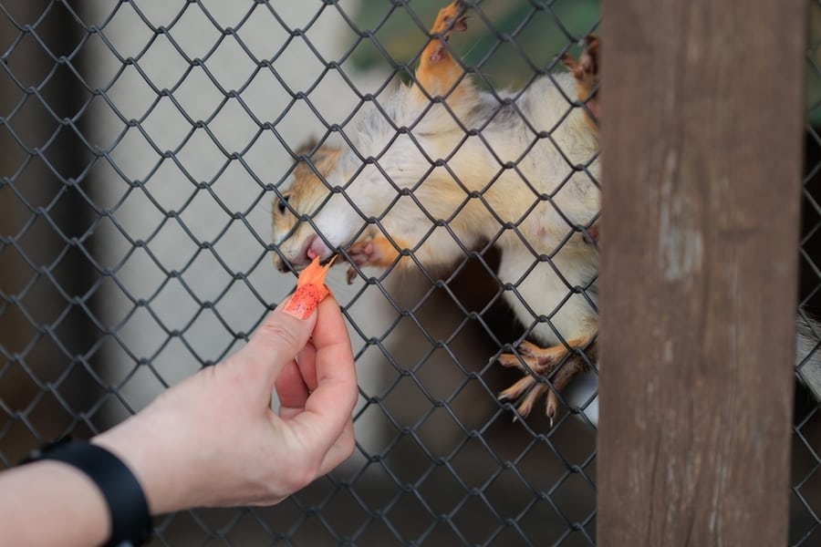 Squirrel At The Zoo In A Cage Eating Carrot