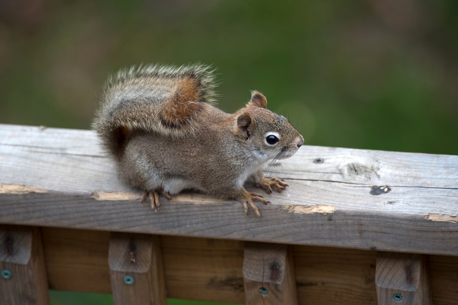 Squirrel Damaging The Wood