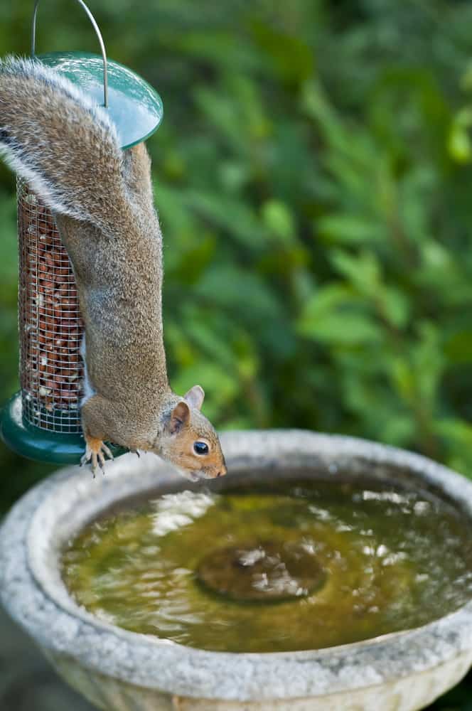 Squirrel Eating Nuts From Bird Feeder