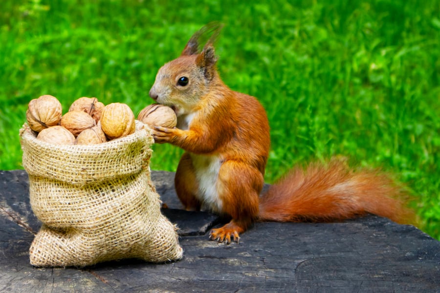 Squirrel Eating Nuts