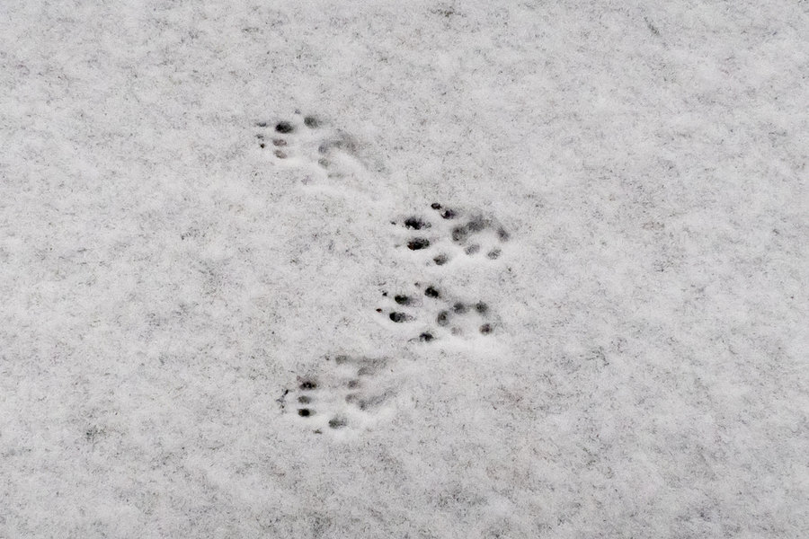 Squirrel Footprints