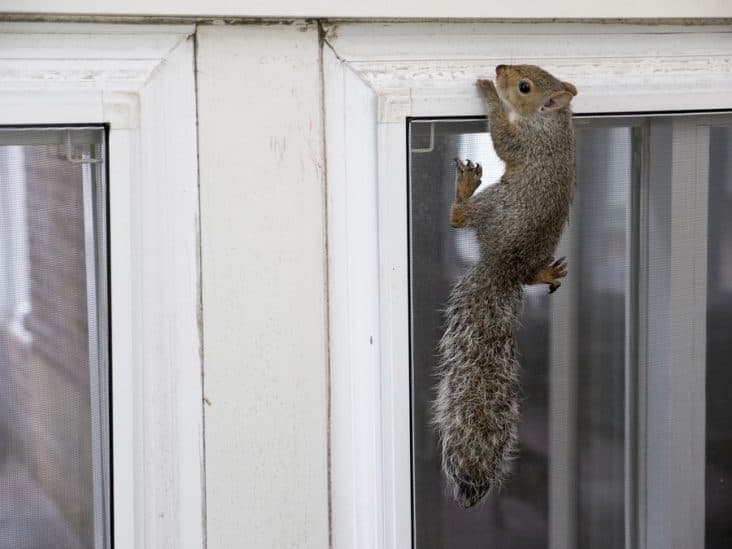 What Sounds Do Squirrels Make in Walls? BeatPests