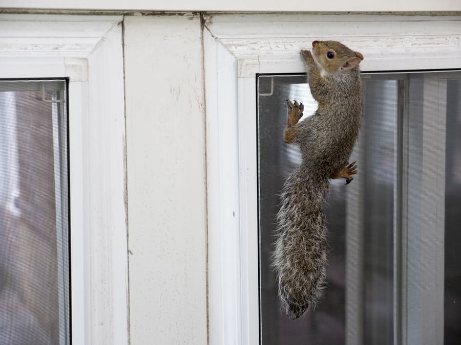 Squirrel Holding On The Window