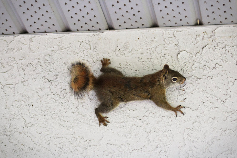 Squirrel In The Stucco Wall