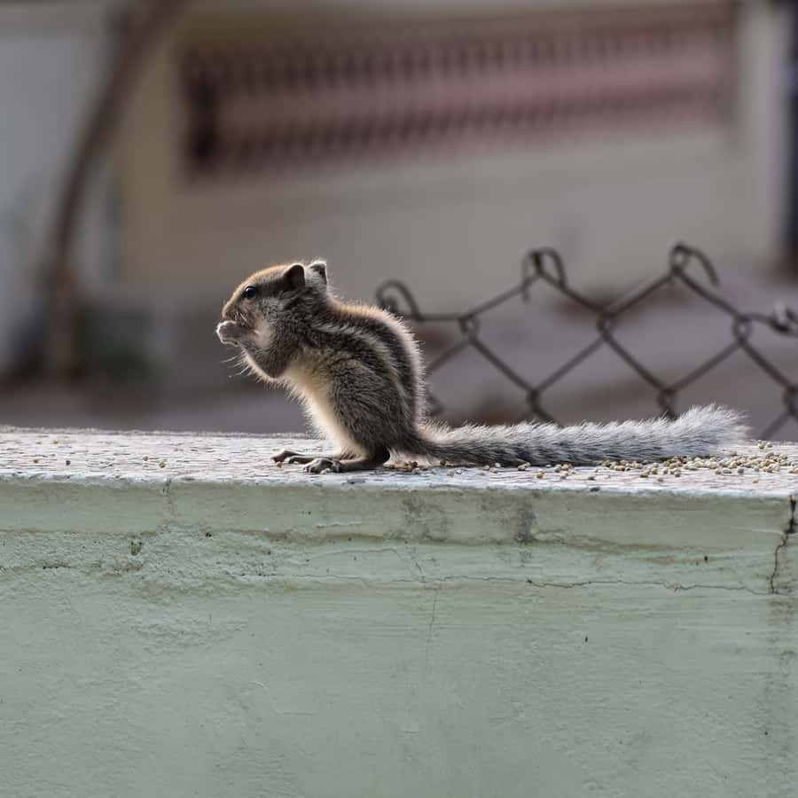 Squirrel Near The House