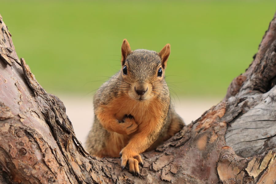 Squirrel Sitting On Branch Holding Foreleg With Nut On Chest